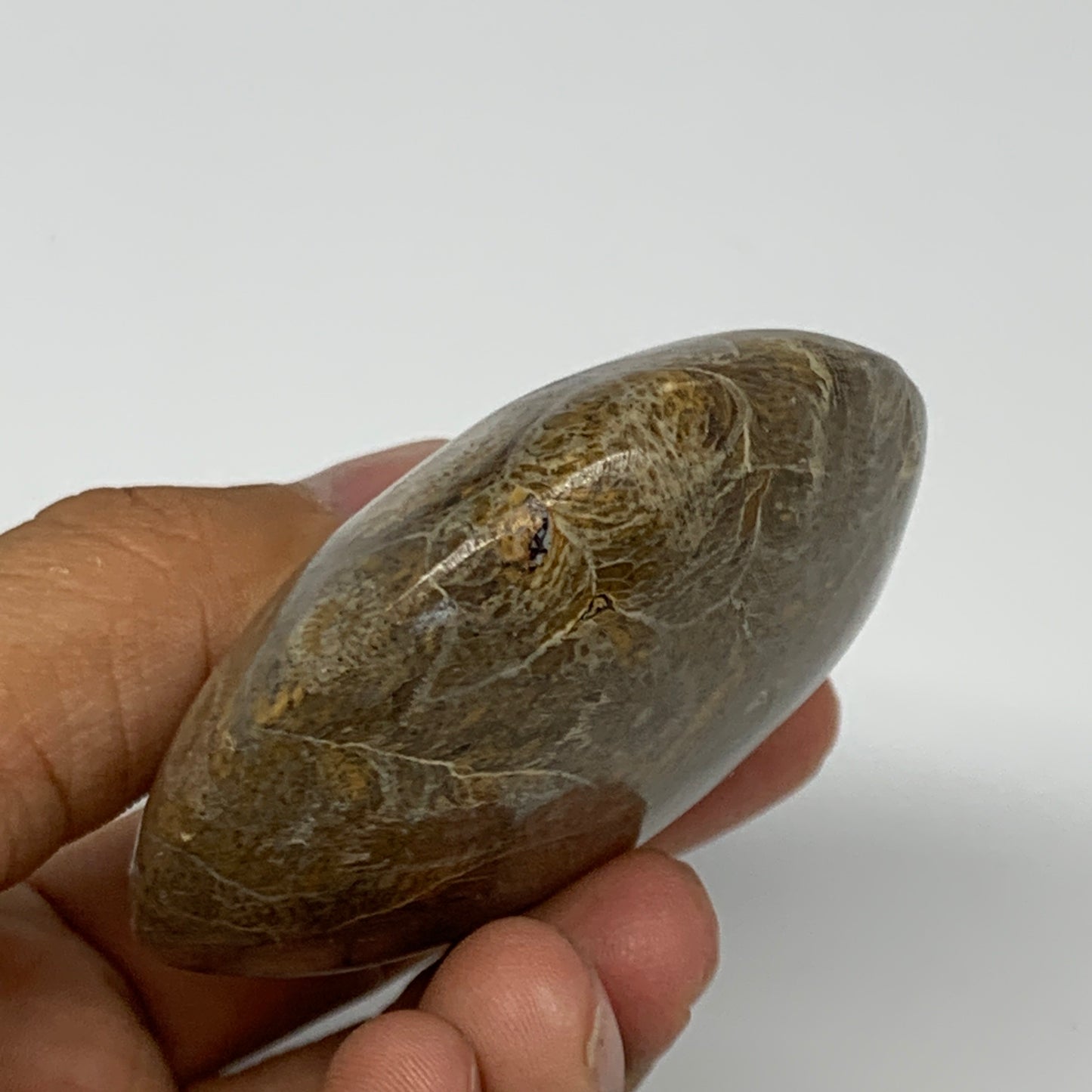 132.1g,2.7"x2.5"x 1", Coral Fossils Palm-Stone Polished from Morocco, B20345