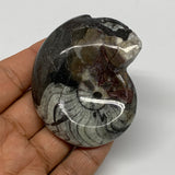 100.8g, 2.5"x2"x1.1", Large Goniatite Ammonite Polished Mineral @Morocco, B23649