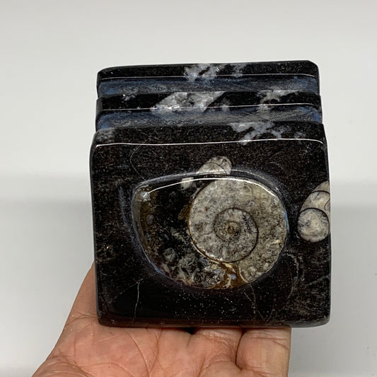 500g, 2.9" x 3" x 2" Black Fossils Orthoceras Ammonite Business Card Holder,B821