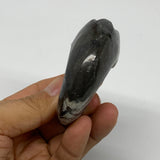 100.8g, 2.5"x2"x1.1", Large Goniatite Ammonite Polished Mineral @Morocco, B23649