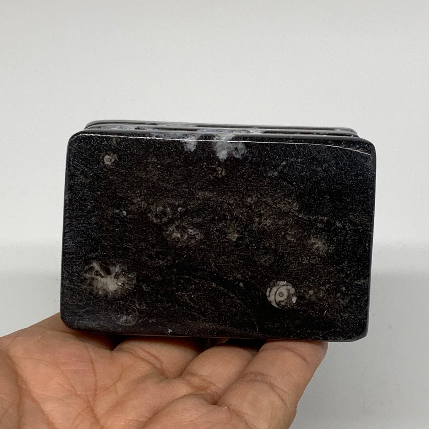 500g, 2.9" x 3" x 2" Black Fossils Orthoceras Ammonite Business Card Holder,B821