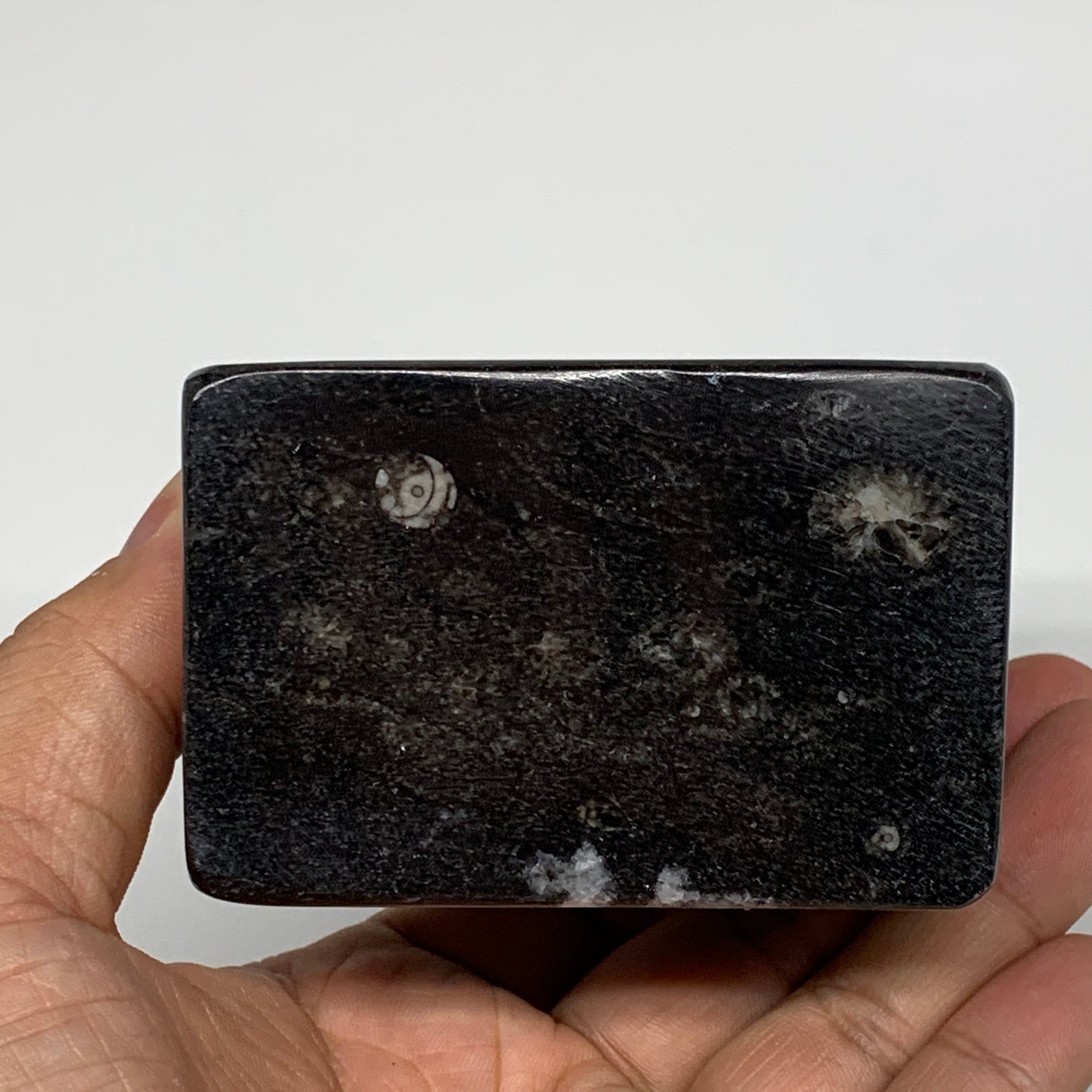 500g, 2.9" x 3" x 2" Black Fossils Orthoceras Ammonite Business Card Holder,B821