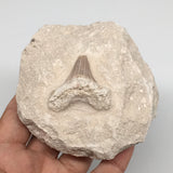 346g,3.7"X3.4"x1.9"Otodus Fossil Shark Tooth Mounted on Matrix @Morocco,MF1821