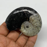 73.3g, 2.6"x2"x0.6", Large Goniatite Ammonite Polished Mineral @Morocco, B23650