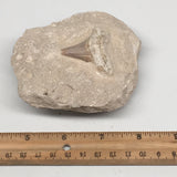 346g,3.7"X3.4"x1.9"Otodus Fossil Shark Tooth Mounted on Matrix @Morocco,MF1821