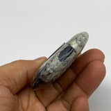 73.3g, 2.6"x2"x0.6", Large Goniatite Ammonite Polished Mineral @Morocco, B23650
