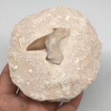 362g,3.7"X3.9"x1.8"Otodus Fossil Shark Tooth Mounted on Matrix @Morocco,MF1824