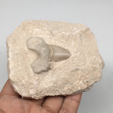 298g,4"X3.3"x1.4"Otodus Fossil Shark Tooth Mounted on Matrix @Morocco,MF1825