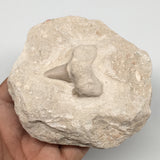390g,3.9"X3.6"x1.7"Otodus Fossil Shark Tooth Mounted on Matrix @Morocco,MF1829