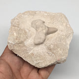390g,3.9"X3.6"x1.7"Otodus Fossil Shark Tooth Mounted on Matrix @Morocco,MF1829