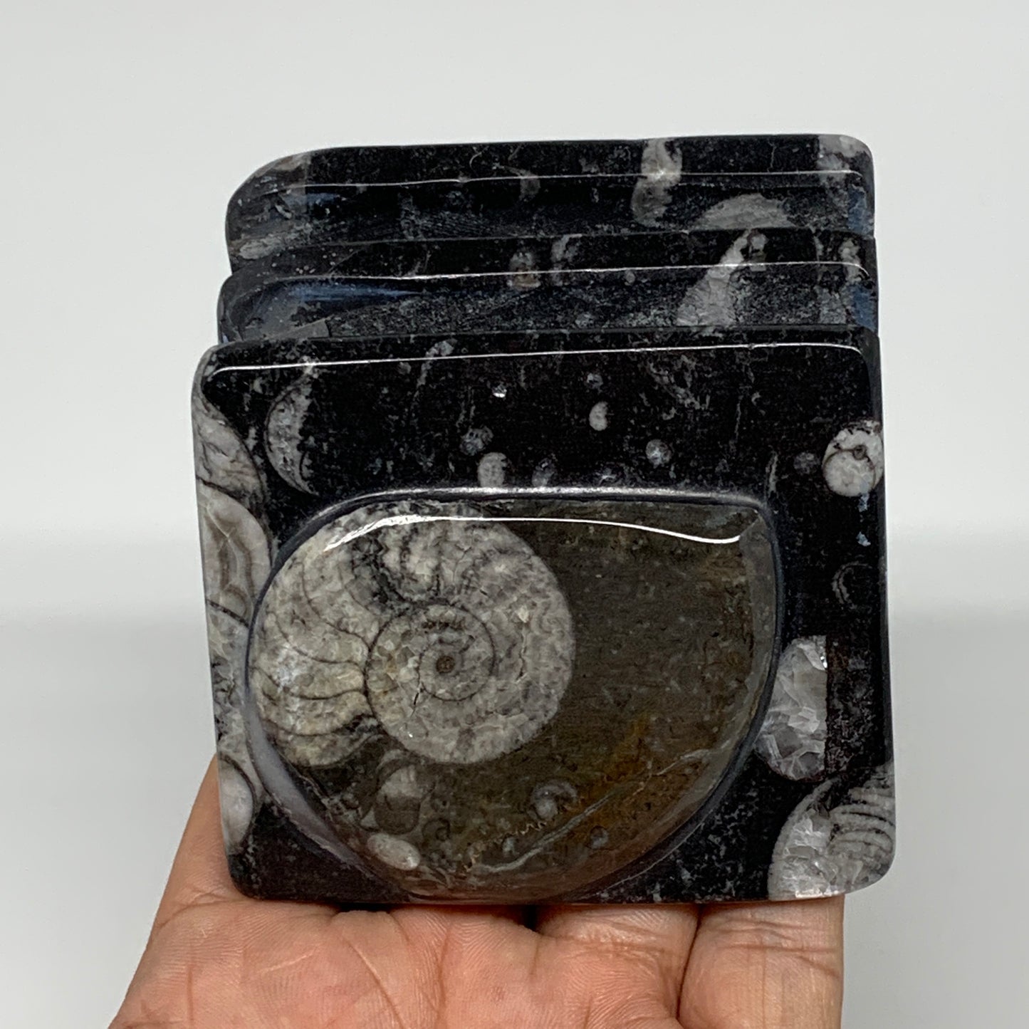 388g, 2.7" x 2.8" x 1.9" Black Fossils Orthoceras Ammonite Business Card Holder,