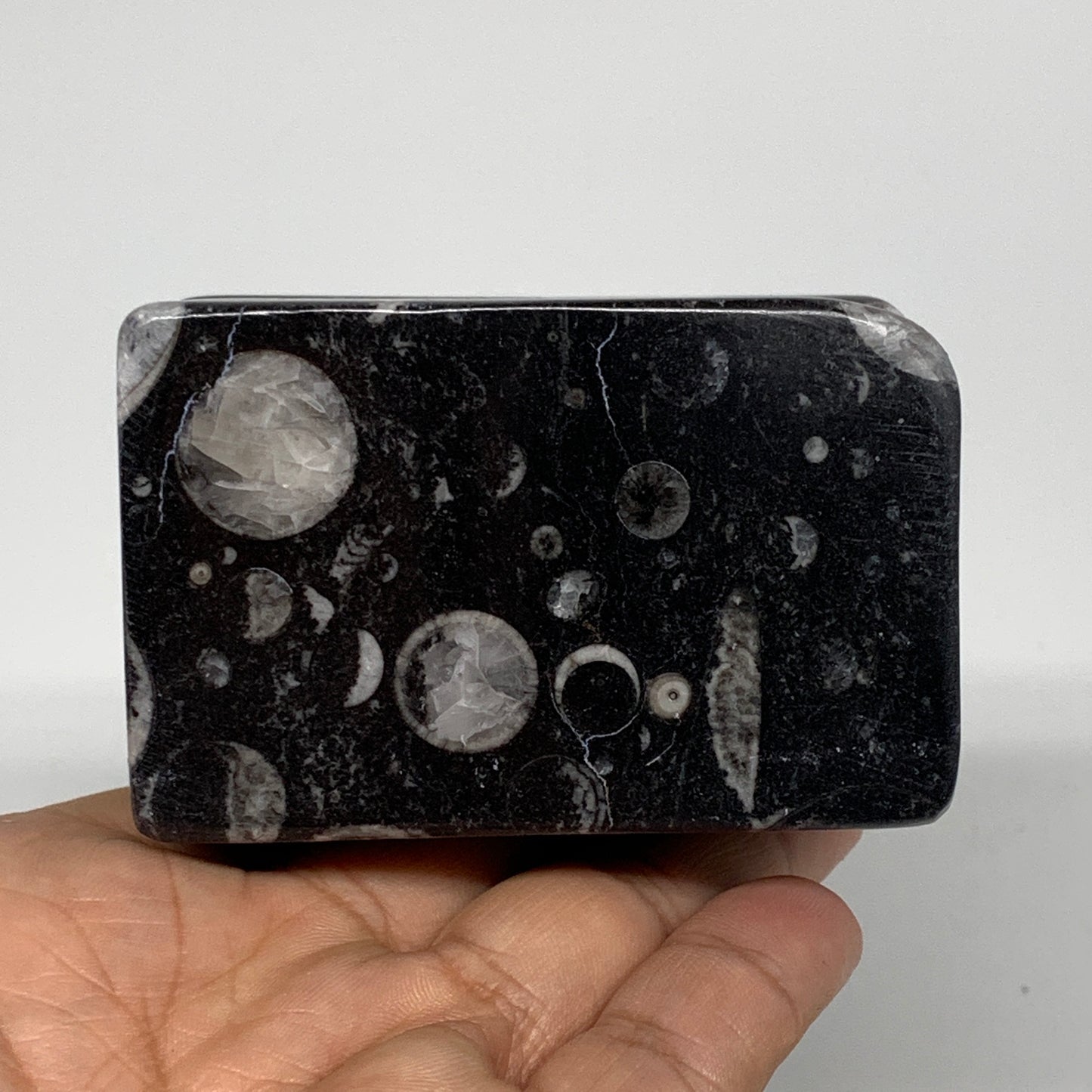 388g, 2.7" x 2.8" x 1.9" Black Fossils Orthoceras Ammonite Business Card Holder,