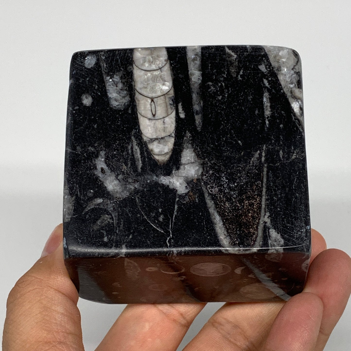 388g, 2.7" x 2.8" x 1.9" Black Fossils Orthoceras Ammonite Business Card Holder,