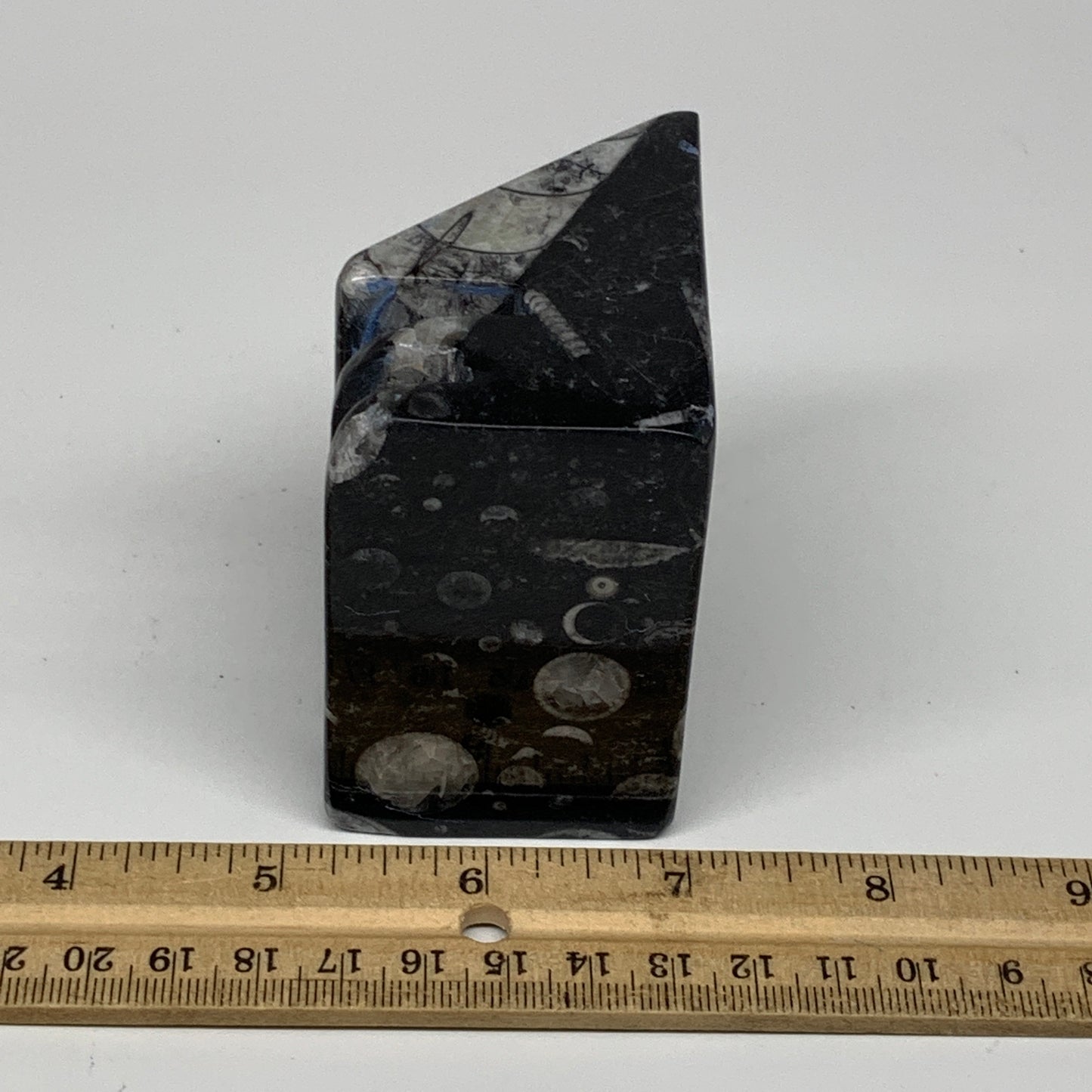 388g, 2.7" x 2.8" x 1.9" Black Fossils Orthoceras Ammonite Business Card Holder,