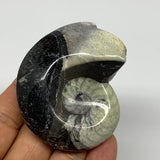 93.5g, 2.6"x2.1"x1.1", Large Goniatite Ammonite Polished Mineral @Morocco, B2365