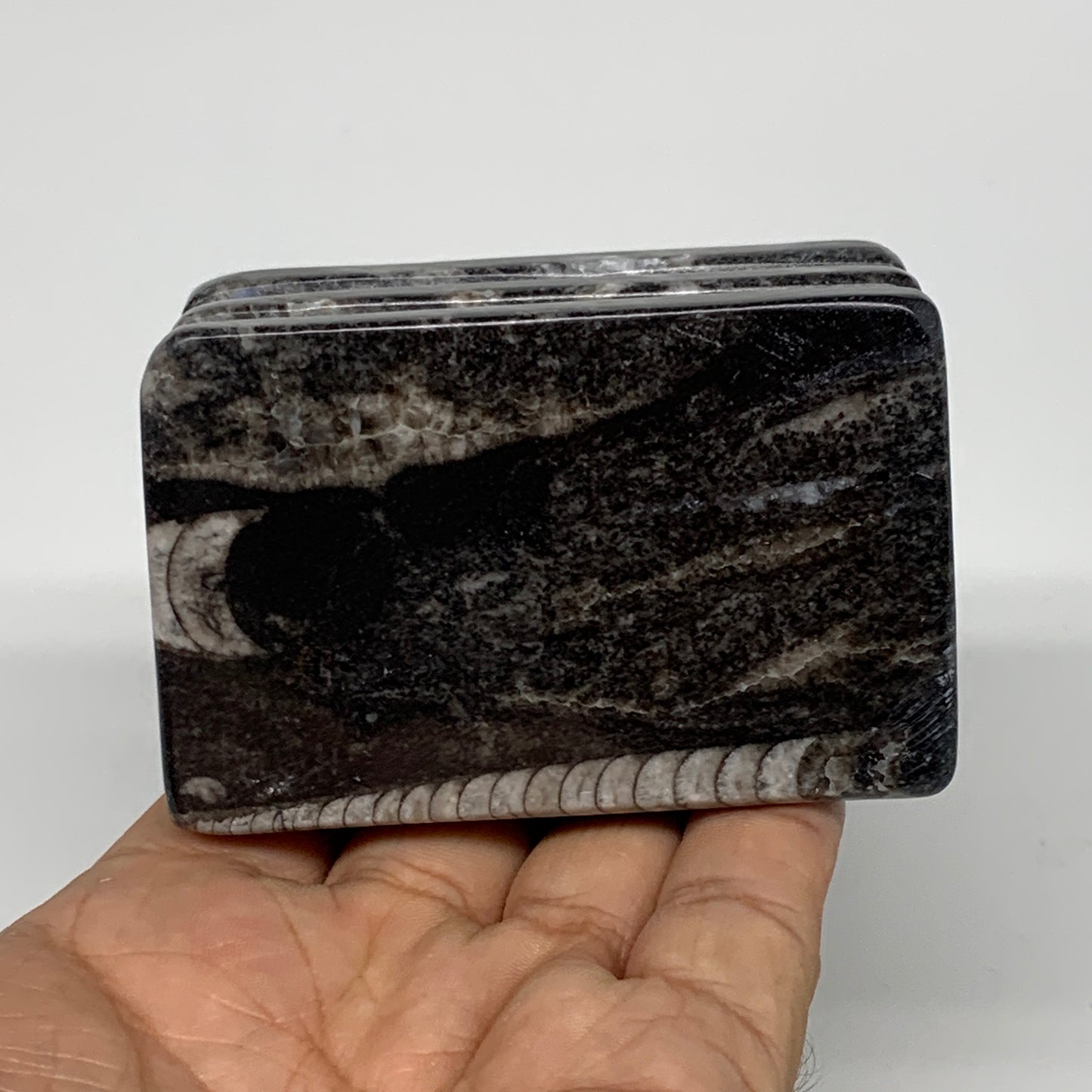 476g, 2.7" x 2.8" x 1.9" Black Fossils Orthoceras Ammonite Business Card Holder,