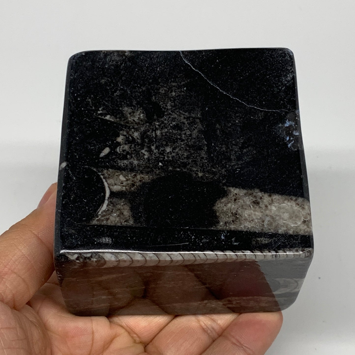 476g, 2.7" x 2.8" x 1.9" Black Fossils Orthoceras Ammonite Business Card Holder,