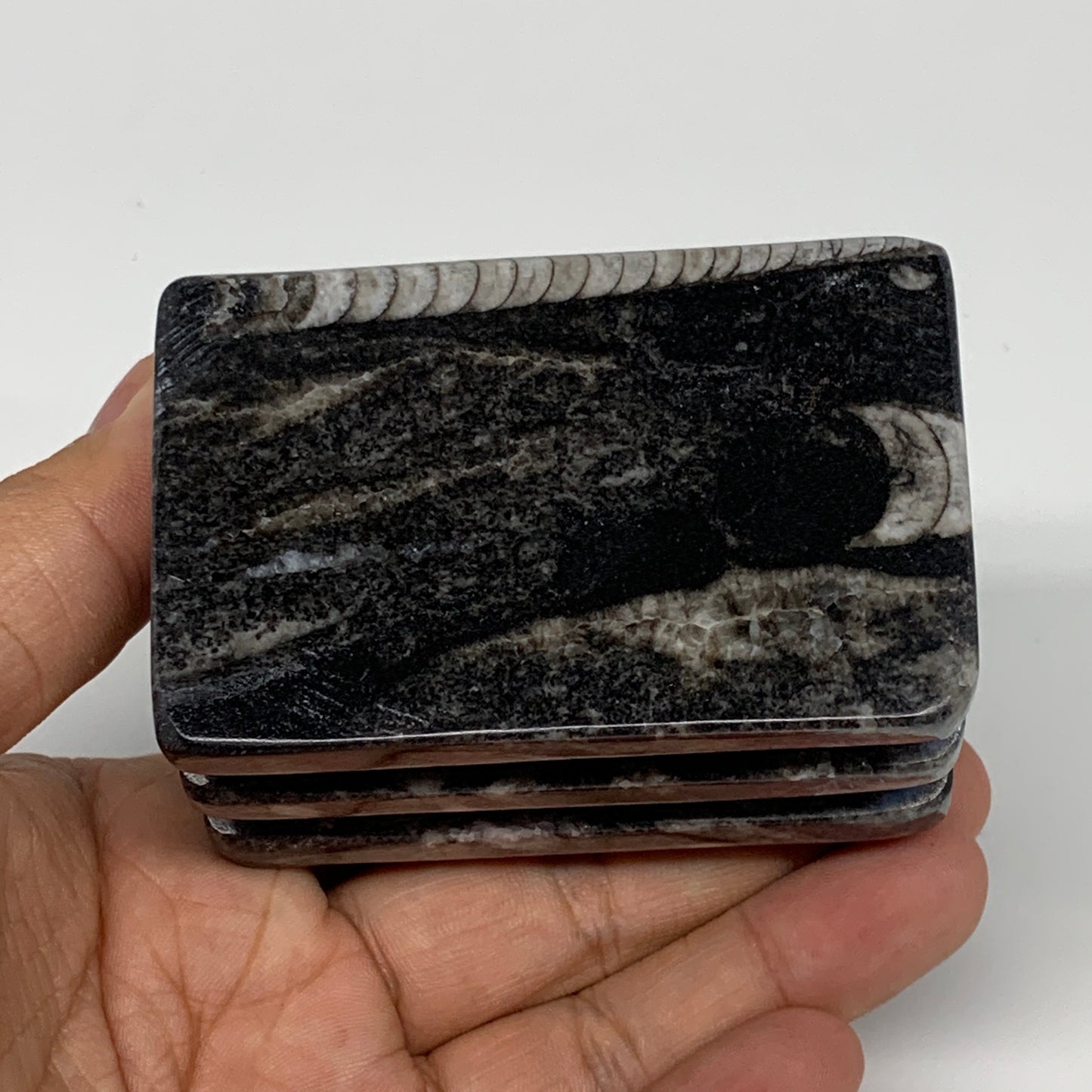 476g, 2.7" x 2.8" x 1.9" Black Fossils Orthoceras Ammonite Business Card Holder,