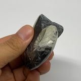 93.5g, 2.6"x2.1"x1.1", Large Goniatite Ammonite Polished Mineral @Morocco, B2365