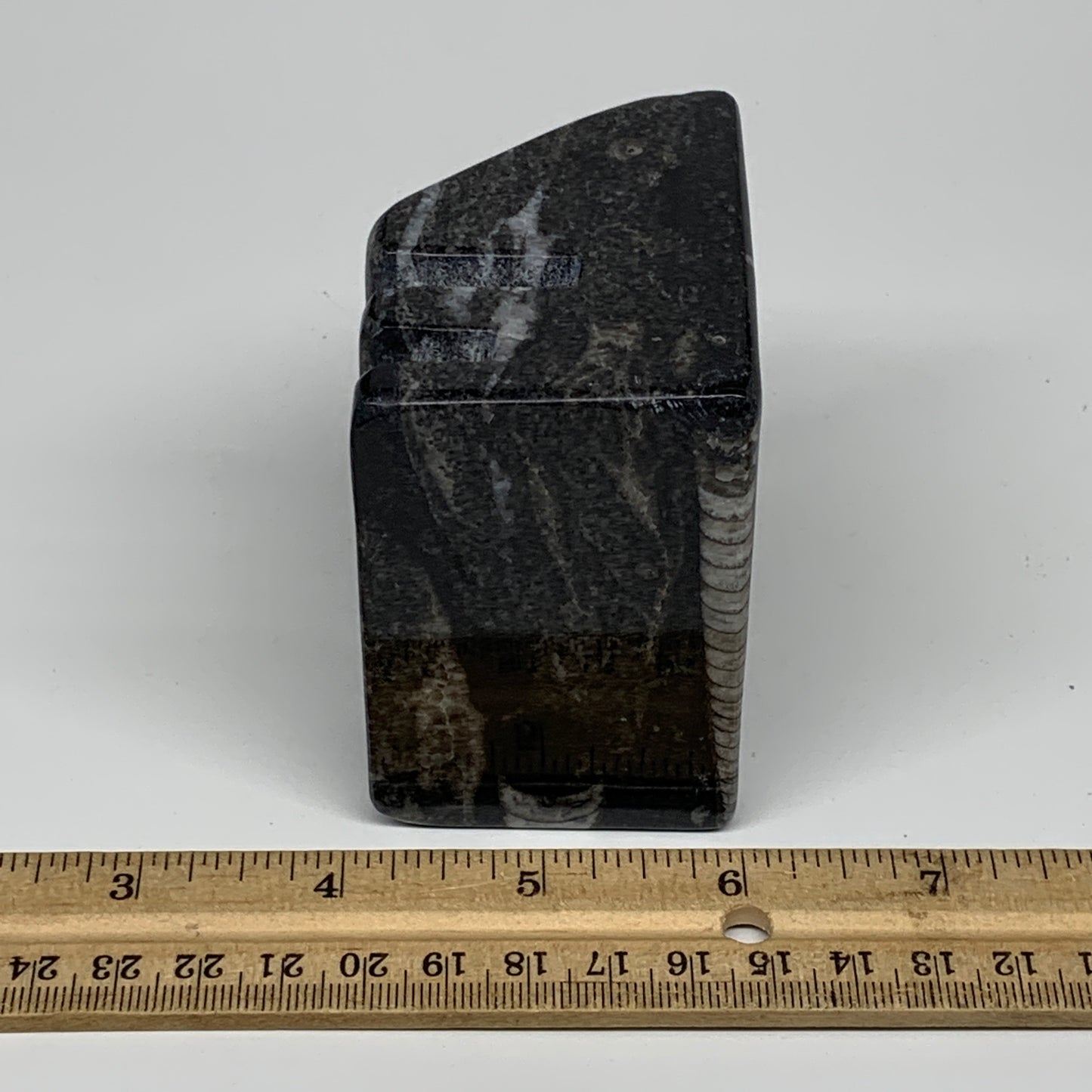 476g, 2.7" x 2.8" x 1.9" Black Fossils Orthoceras Ammonite Business Card Holder,