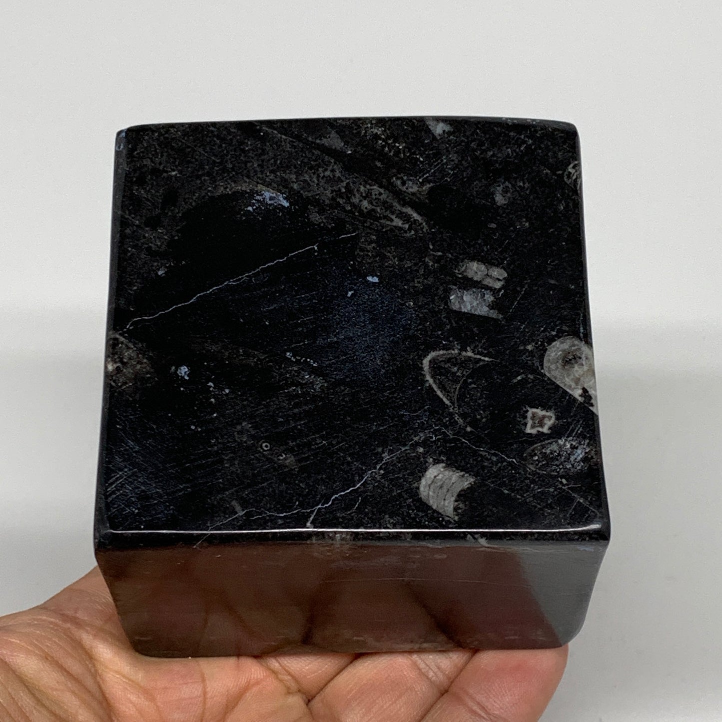 500g, 2.8" x 2.9" x 2" Black Fossils Orthoceras Ammonite Business Card Holder,B8