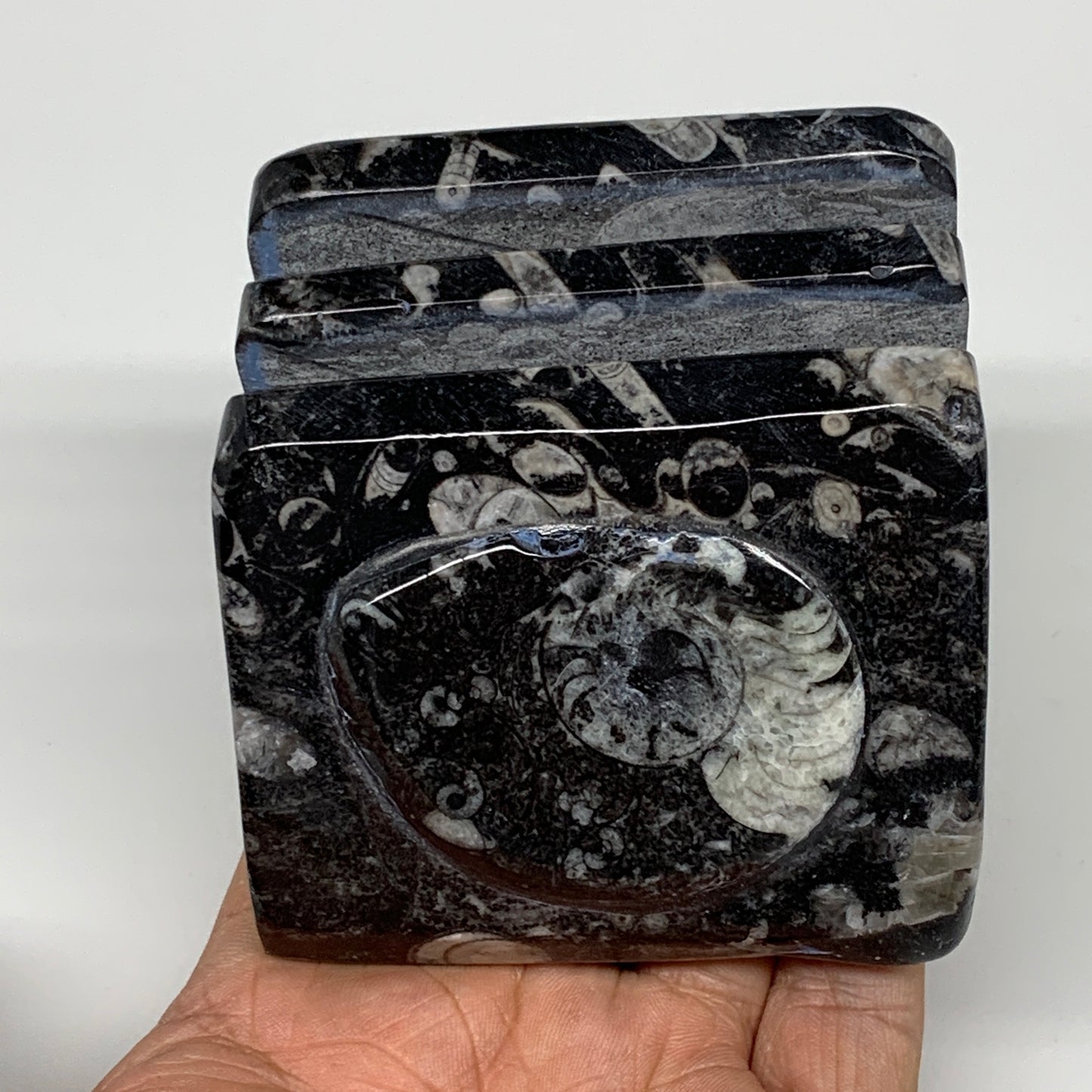 494g, 2.8" x 2.9" x 2" Black Fossils Orthoceras Ammonite Business Card Holder,B8