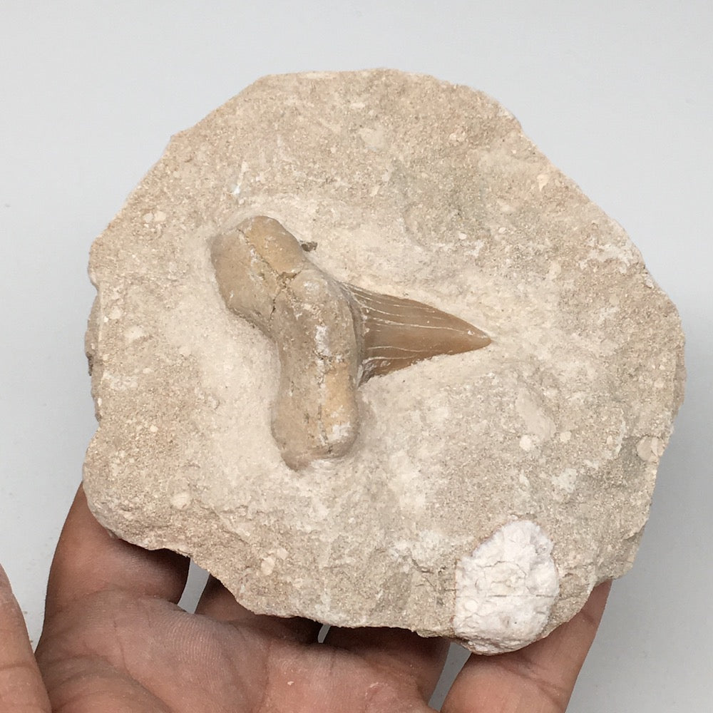 412g,3.9"X3.9"x1.9"Otodus Fossil Shark Tooth Mounted on Matrix @Morocco,MF1838