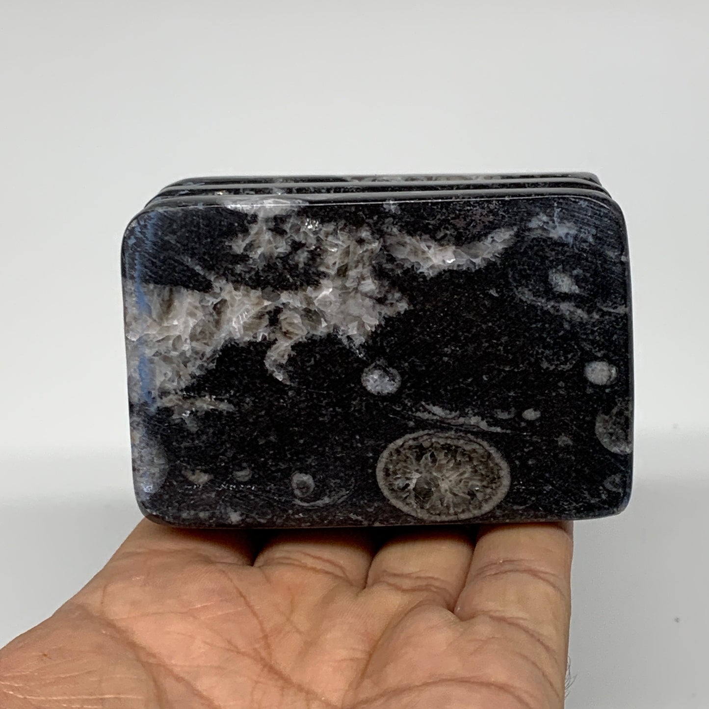 506g, 2.9" x 2.9" x 2" Black Fossils Orthoceras Ammonite Business Card Holder,B8