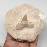 412g,3.9"X3.9"x1.9"Otodus Fossil Shark Tooth Mounted on Matrix @Morocco,MF1838