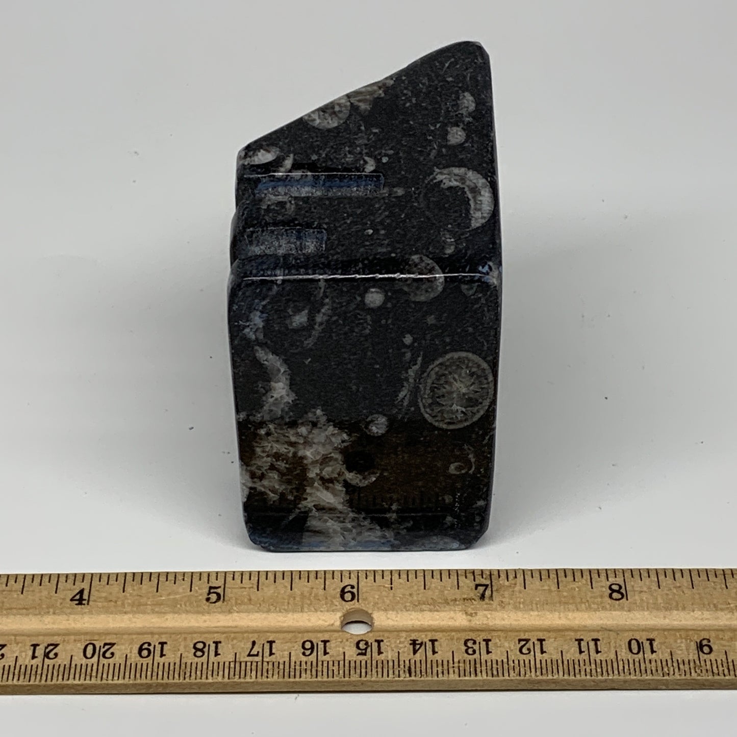 506g, 2.9" x 2.9" x 2" Black Fossils Orthoceras Ammonite Business Card Holder,B8