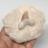 332g,3.4"X3.8"x1.9"Otodus Fossil Shark Tooth Mounted on Matrix @Morocco,MF1839