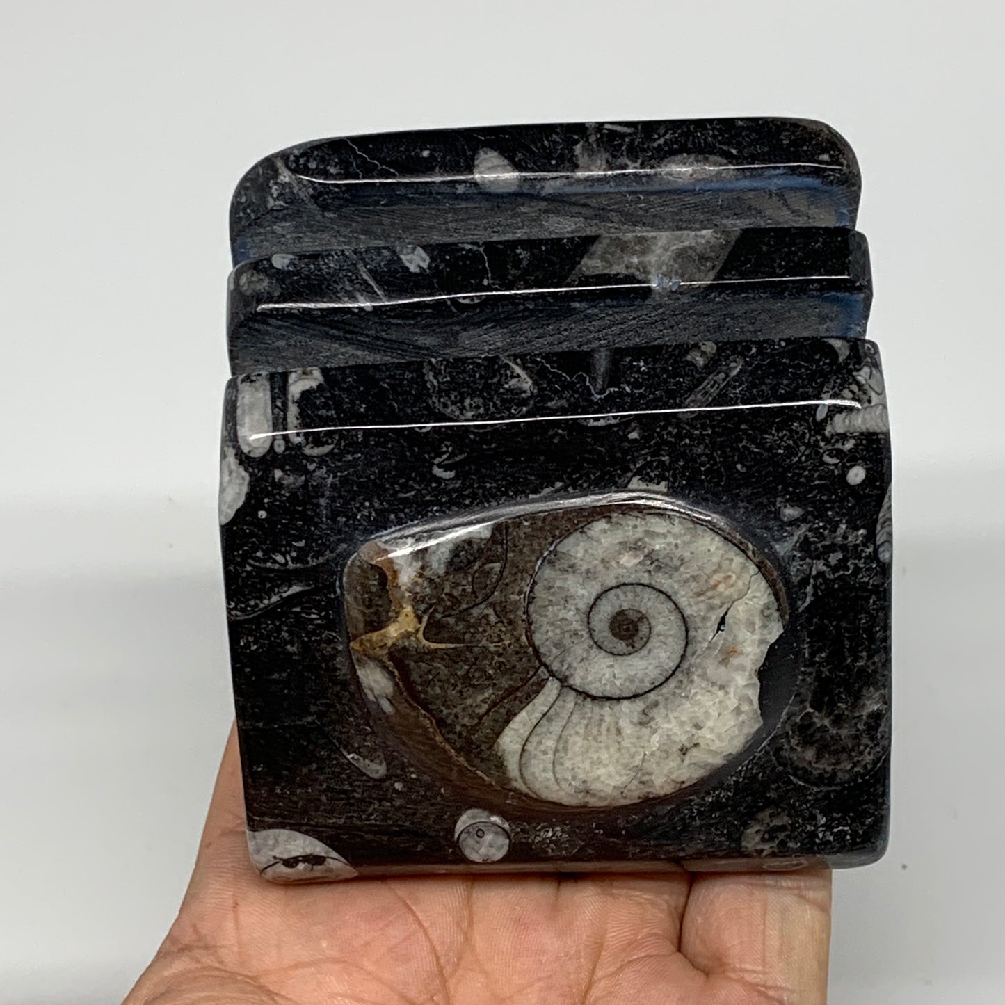 498g, 2.9" x 2.8" x 1.9" Black Fossils Orthoceras Ammonite Business Card Holder,