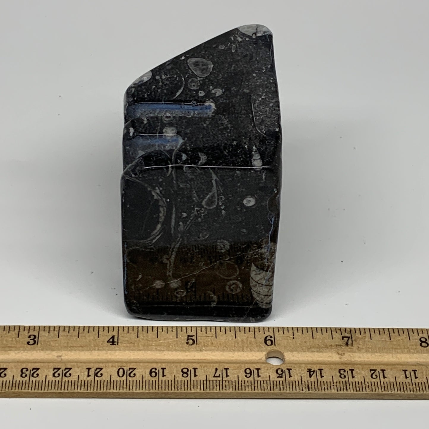 498g, 2.9" x 2.8" x 1.9" Black Fossils Orthoceras Ammonite Business Card Holder,