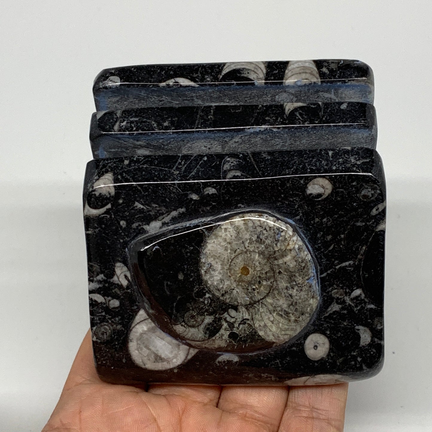 502g, 2.8" x 2.9" x 1.9" Black Fossils Orthoceras Ammonite Business Card Holder,