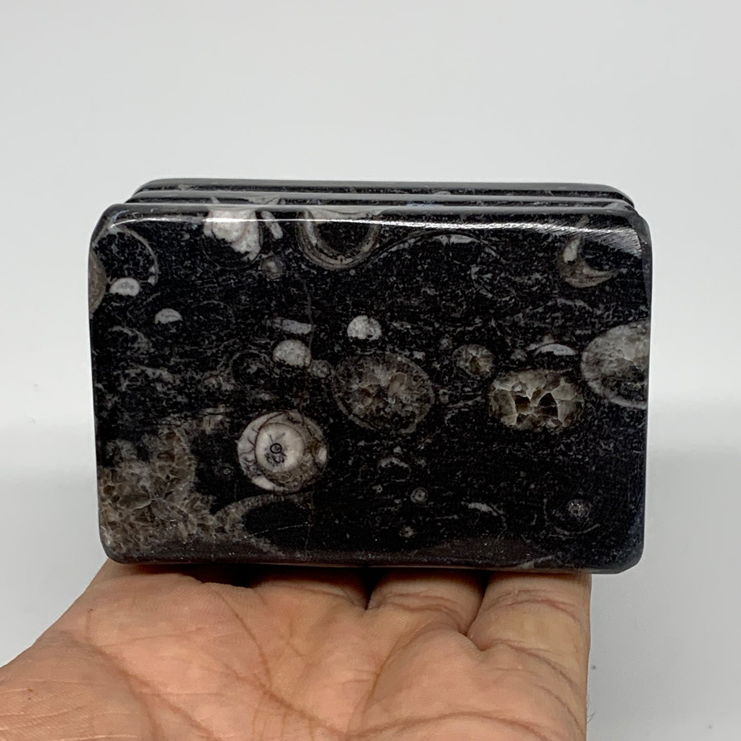 502g, 2.8" x 2.9" x 1.9" Black Fossils Orthoceras Ammonite Business Card Holder,