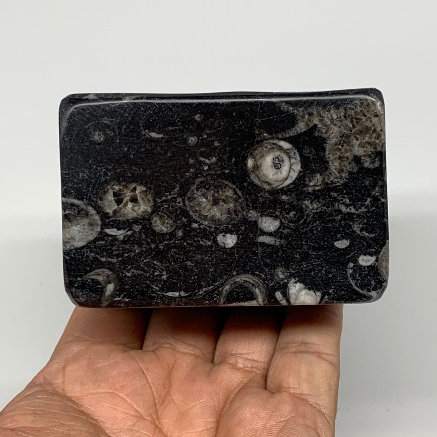 502g, 2.8" x 2.9" x 1.9" Black Fossils Orthoceras Ammonite Business Card Holder,