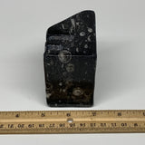 502g, 2.8" x 2.9" x 1.9" Black Fossils Orthoceras Ammonite Business Card Holder,