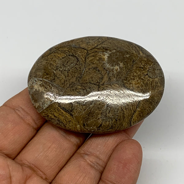 61.3g,2.3"x1.7"x 0.7", Coral Fossils Palm-Stone Polished from Morocco, B20363