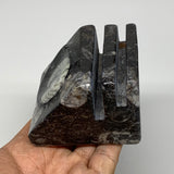 498g, 2.8" x 3" x 1.9" Black Fossils Orthoceras Ammonite Business Card Holder,B8