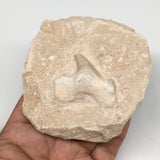 278g,3.5"X3.2"x1.6"Otodus Fossil Shark Tooth Mounted on Matrix @Morocco,MF1846