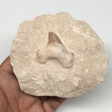 320g,3.5"X3.8"x1.9"Otodus Fossil Shark Tooth Mounted on Matrix @Morocco,MF1849