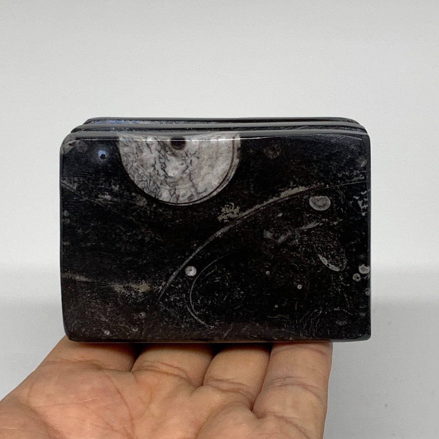 454g, 2.6" x 2.9" x 2" Black Fossils Orthoceras Ammonite Business Card Holder,B8