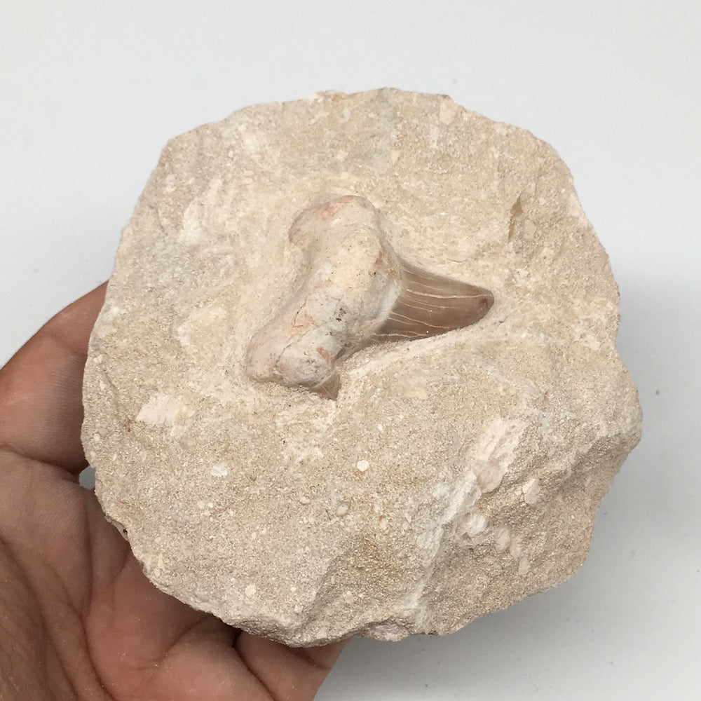 320g,3.5"X3.8"x1.9"Otodus Fossil Shark Tooth Mounted on Matrix @Morocco,MF1849