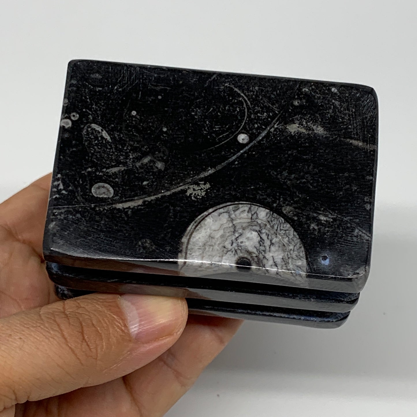 454g, 2.6" x 2.9" x 2" Black Fossils Orthoceras Ammonite Business Card Holder,B8