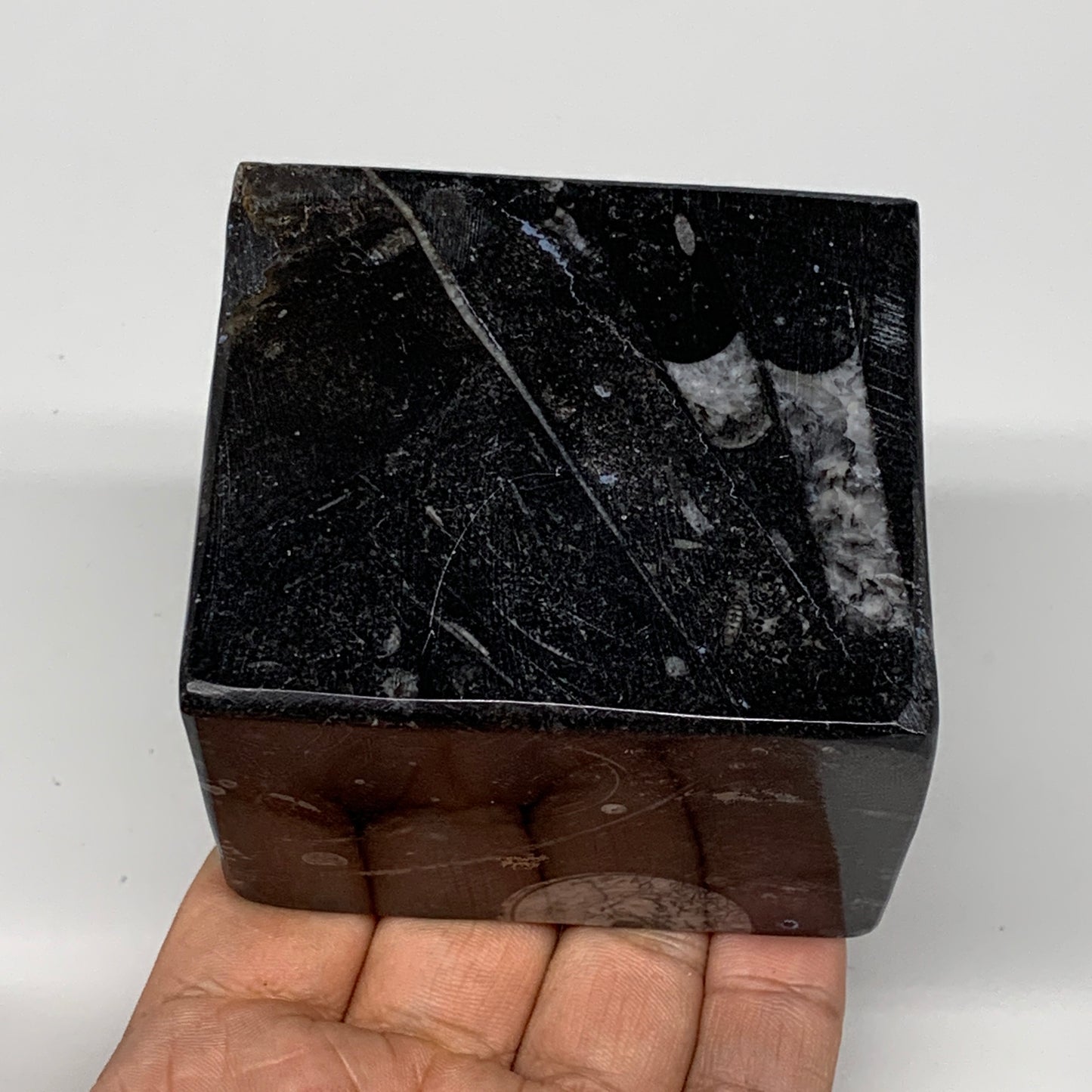 454g, 2.6" x 2.9" x 2" Black Fossils Orthoceras Ammonite Business Card Holder,B8