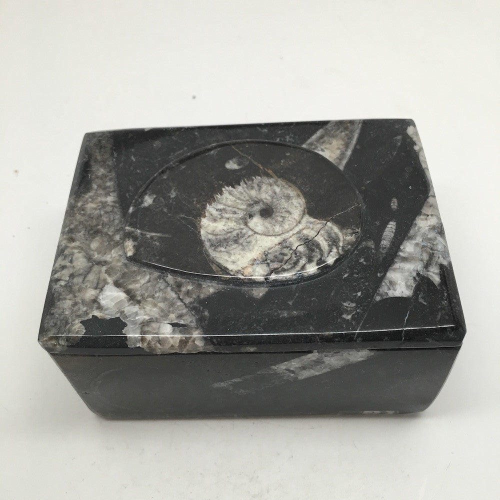 534g Rectangle Shape Orthoceras Fossil Ammonite Black Jewelry Box @Morocco, FJ62 - watangem.com