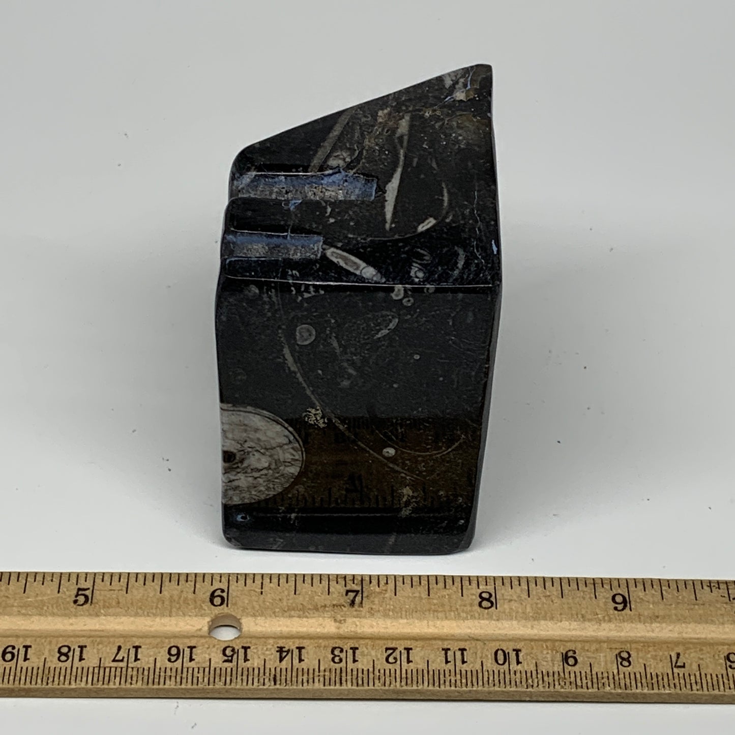 454g, 2.6" x 2.9" x 2" Black Fossils Orthoceras Ammonite Business Card Holder,B8