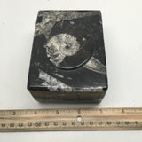 534g Rectangle Shape Orthoceras Fossil Ammonite Black Jewelry Box @Morocco, FJ62 - watangem.com