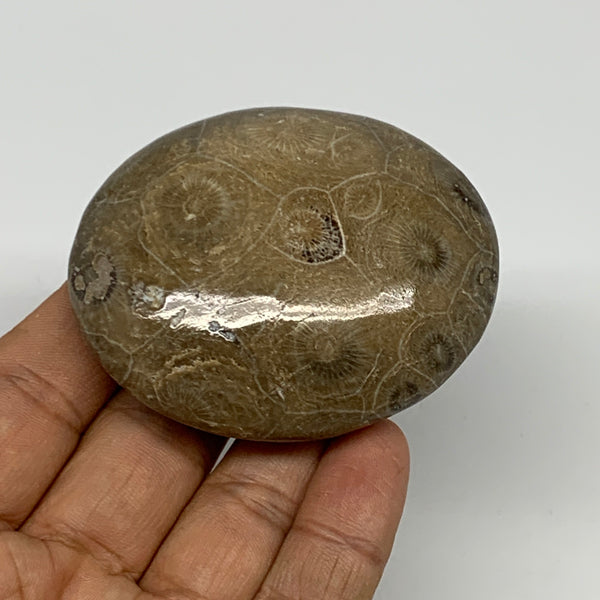 114.5g,2.5"x2.1"x 1", Coral Fossils Palm-Stone Polished from Morocco, B20368