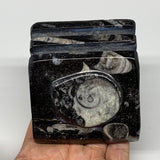 488g, 2.9" x 2.9" x 1.9" Black Fossils Orthoceras Ammonite Business Card Holder,